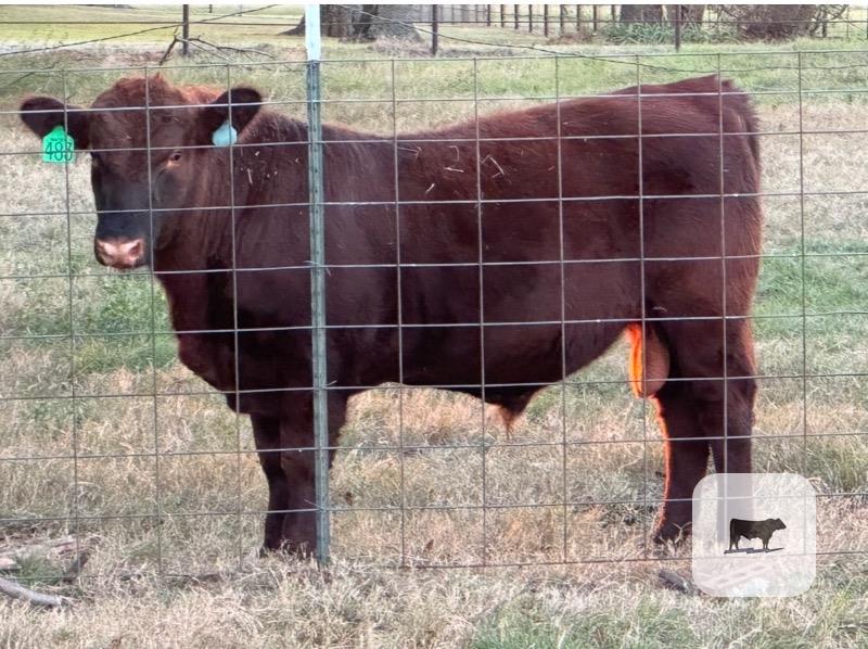 Cattle Range Listing Photo