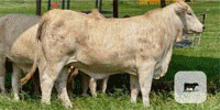 19 Charolais/Beefmaster Rep. Heifers... Central TX