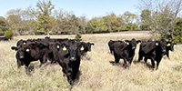 41 Angus & BWF Cows... Southwest MO