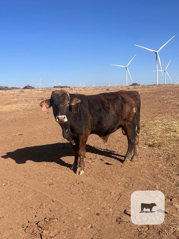 Cattle Range Listing Photo