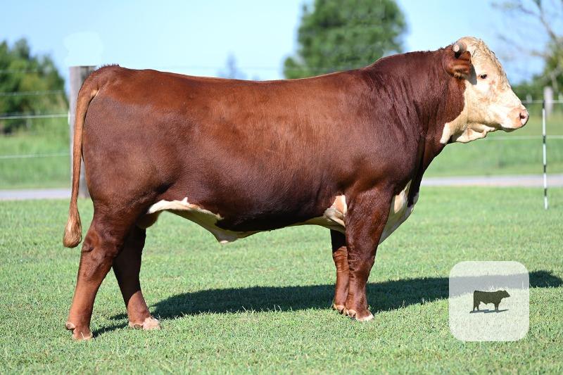 Cattle Range Listing Photo