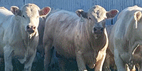 10 Purebred Charolais Bulls... N. Central TX