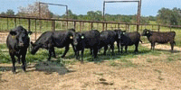 15 Reg. Angus Rep. Heifers... Southeast TX