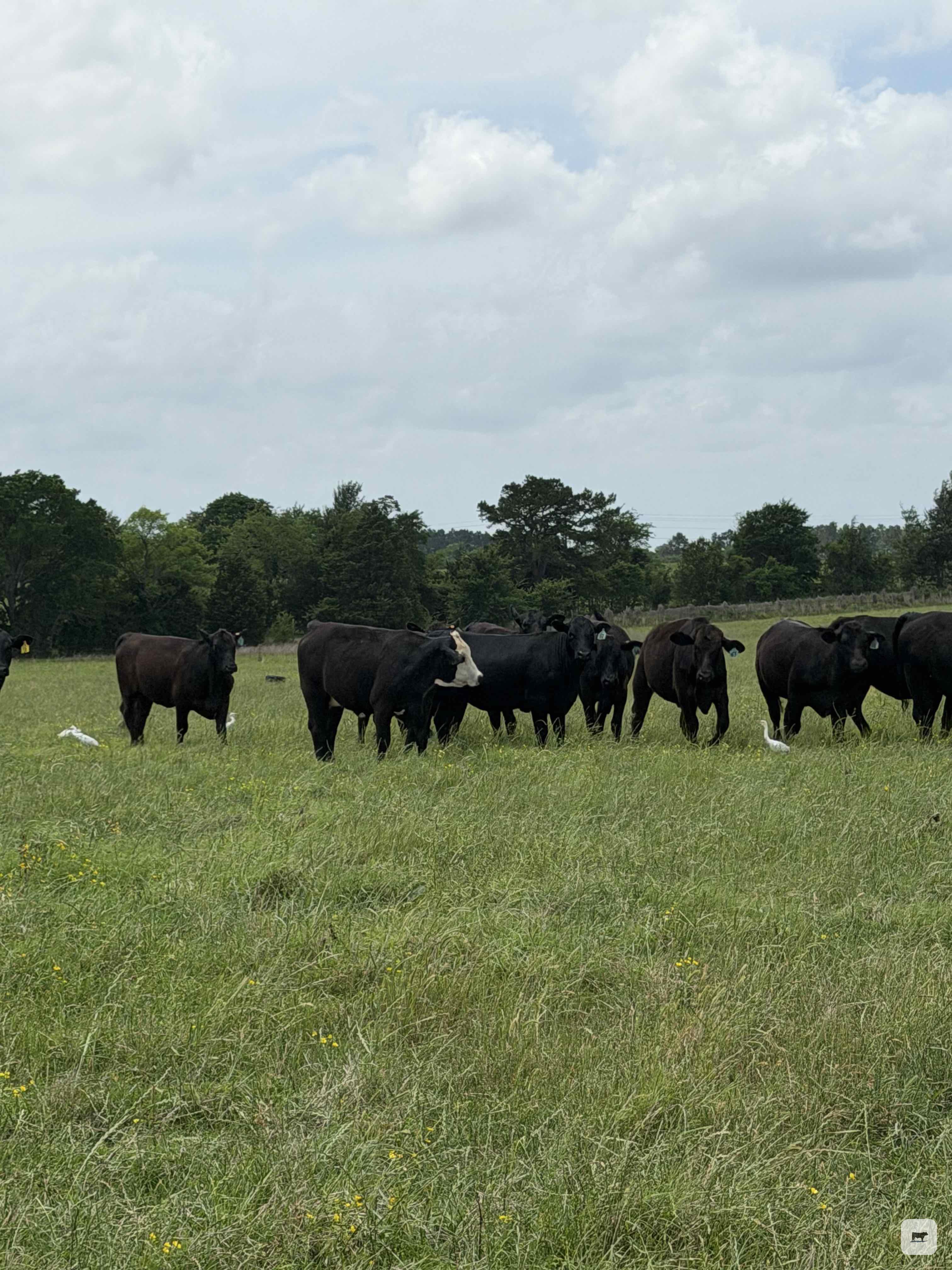 Cattle Range Listing Photo