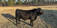 1 Reg. Brangus Bull... Southwest AR (1)