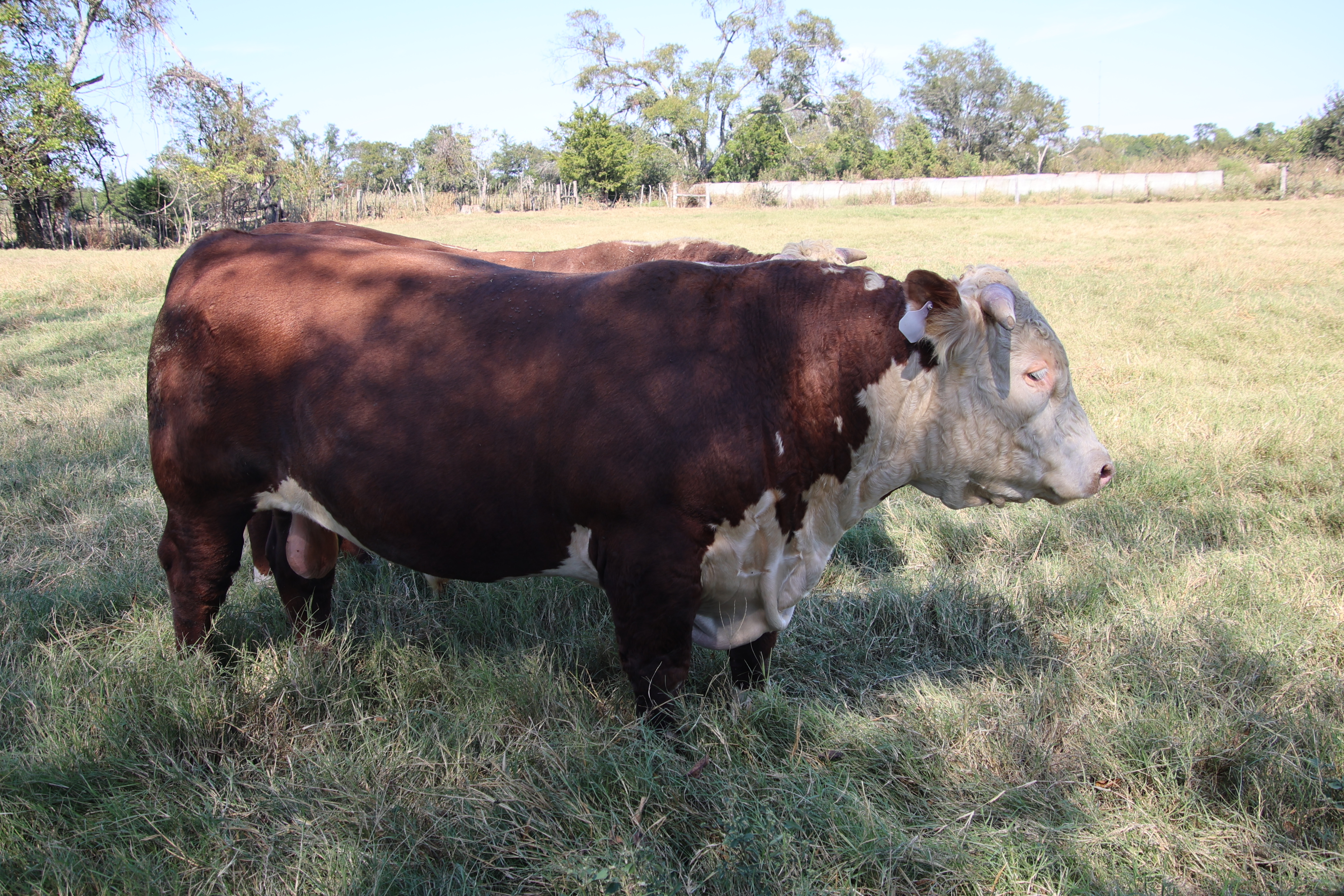 Cattle Range Listing Photo 5
