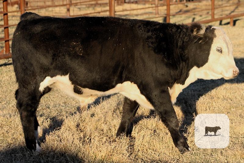 Cattle Range Listing Photo