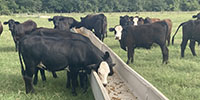 63 Angus Plus & BWF Bred Heifers... Southeast TX
