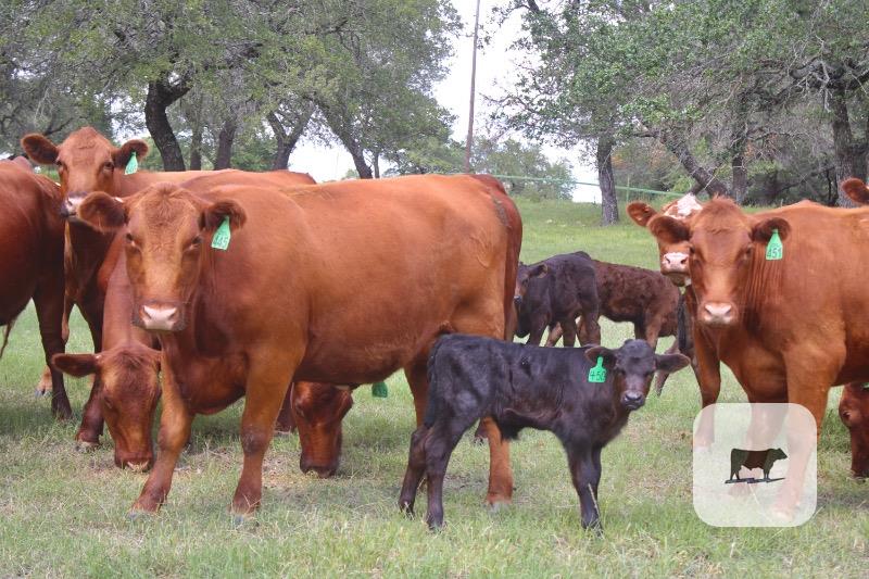 Cattle Range Listing Photo