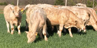 9 Charolais Bulls... S. Central OK
