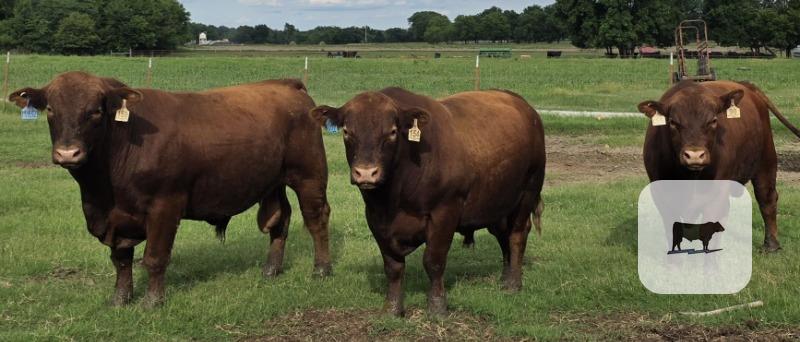 Cattle Range Listing Photo