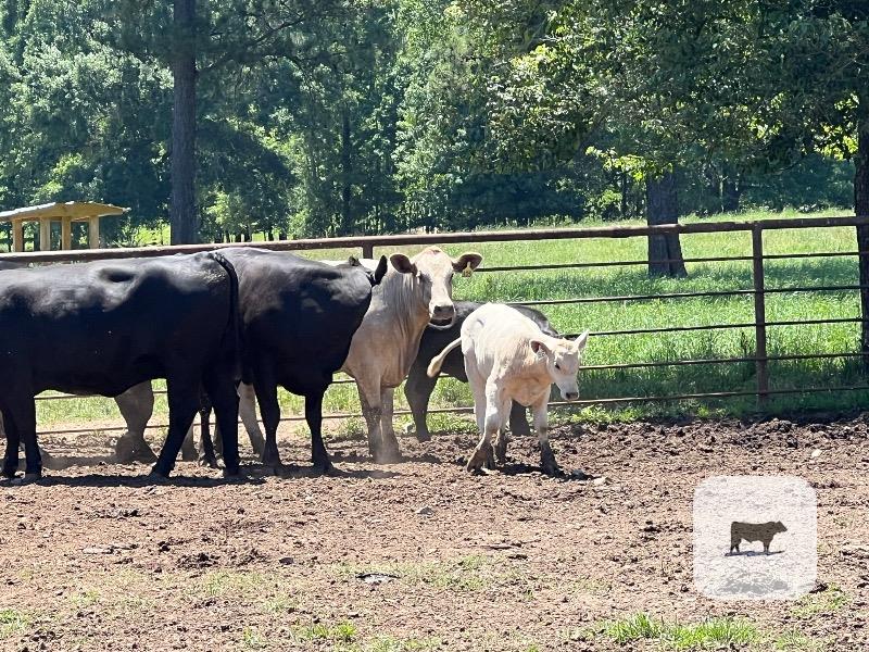 Cattle Range Listing Photo