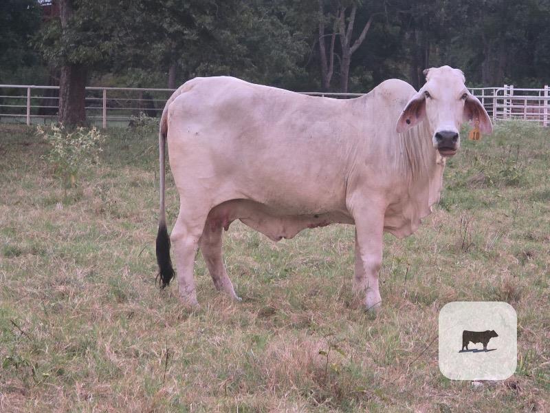 Cattle Range Listing Photo