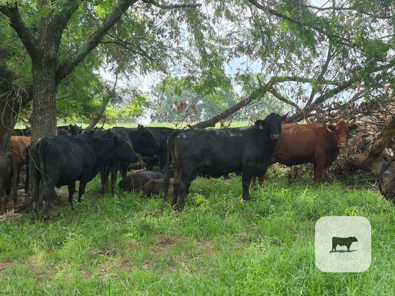 Cattle Range Listing Photo
