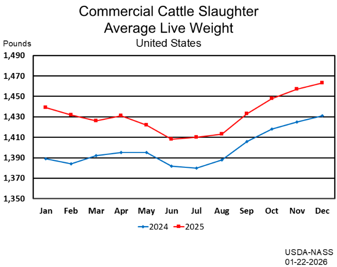 1/22/26: USDA Monthly Livestock Slaughter Report
