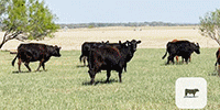64 Angus, BWF, & Red Angus Cows... N. Central TX