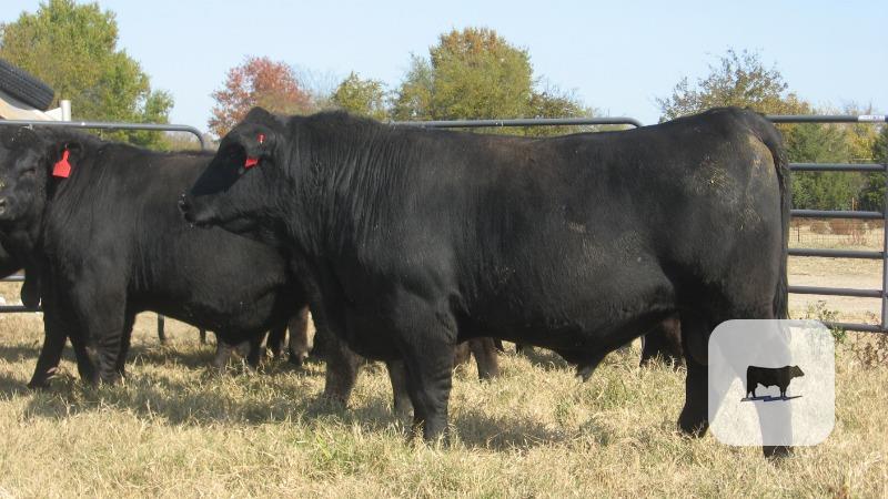 Cattle Range Listing Photo
