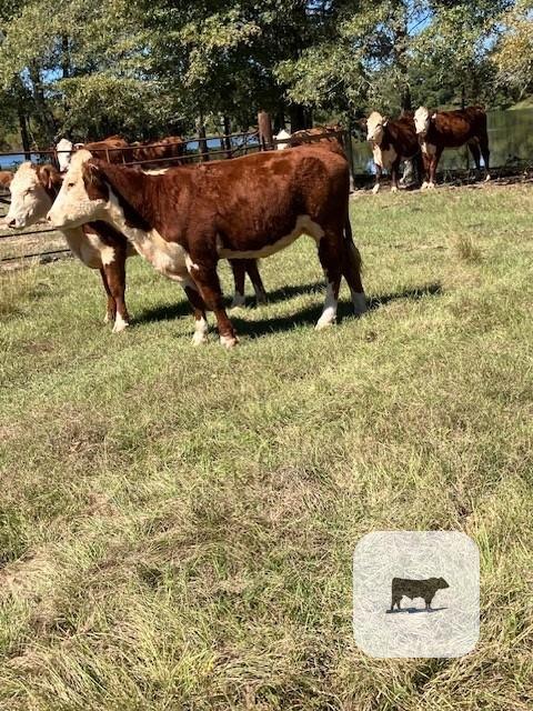 Cattle Range Listing Photo 2