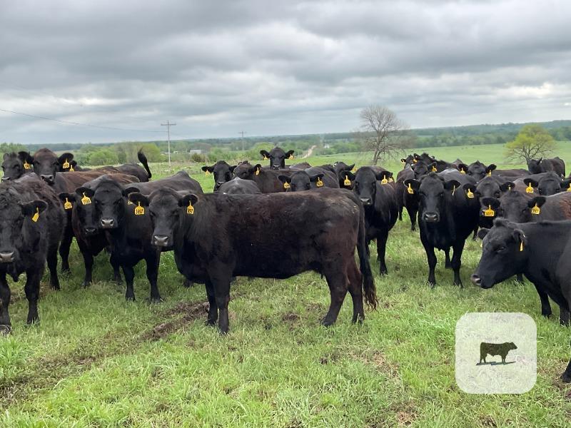 Cattle Range Listing Photo