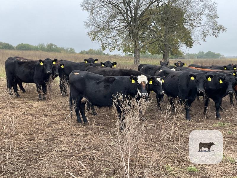 Cattle Range Listing Photo