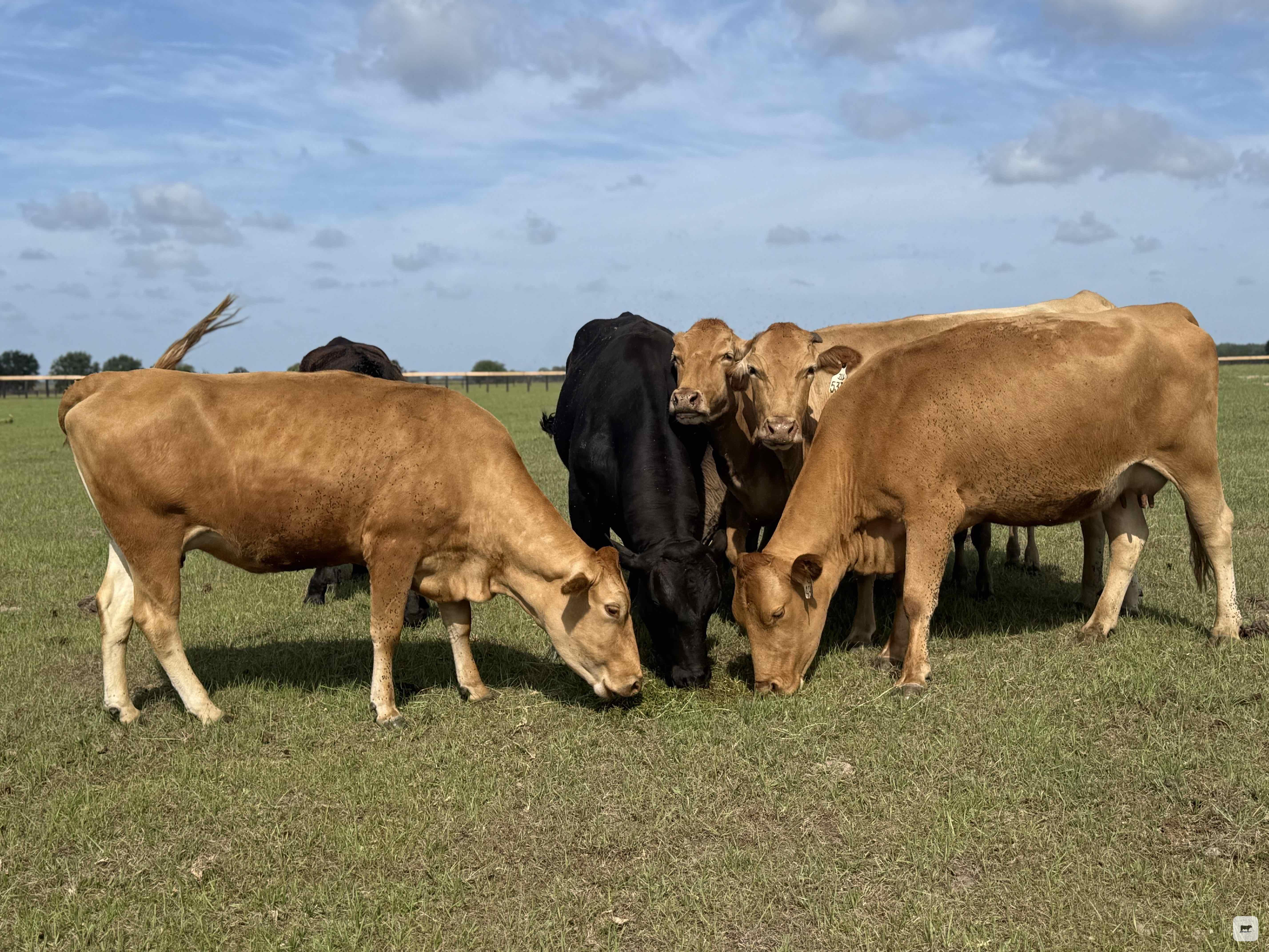 Cattle Range Listing Photo