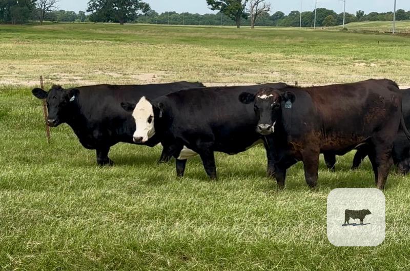 Cattle Range Listing Photo