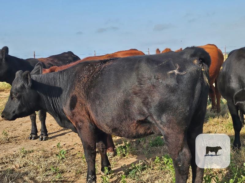 Cattle Range Listing Photo