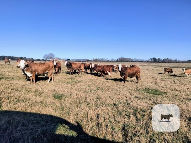 Cattle Range Listing Photo