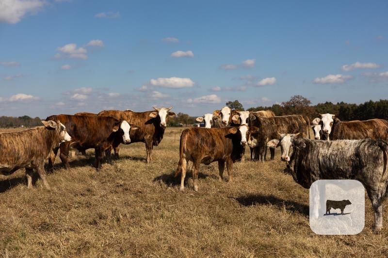 Cattle Range Listing Photo