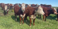 106 Hereford Bred Heifers... N. Central OK