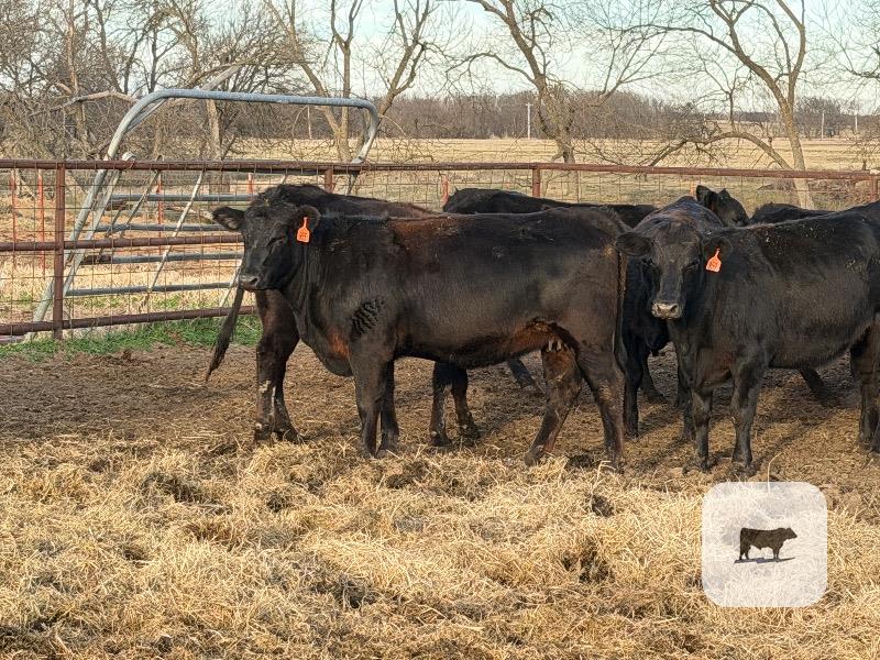 Cattle Range Listing Photo