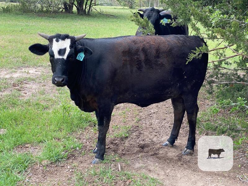 Cattle Range Listing Photo