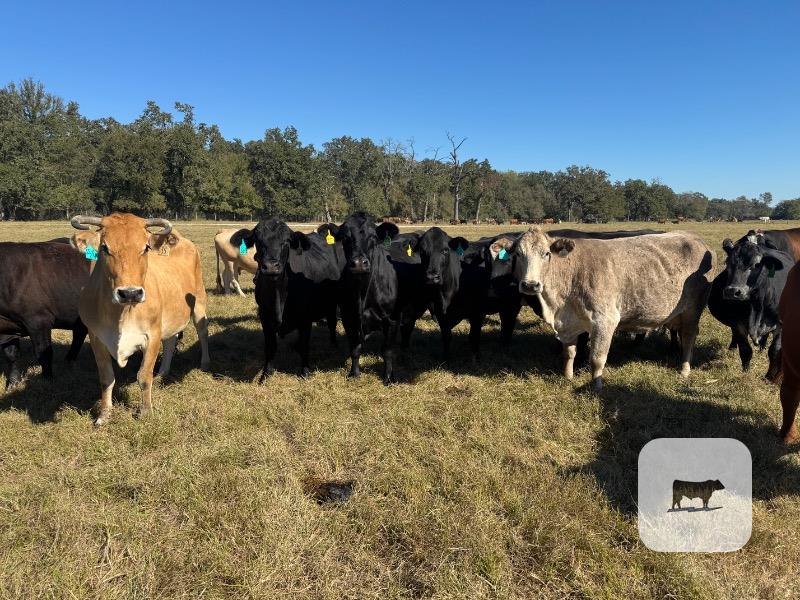 Cattle Range Listing Photo