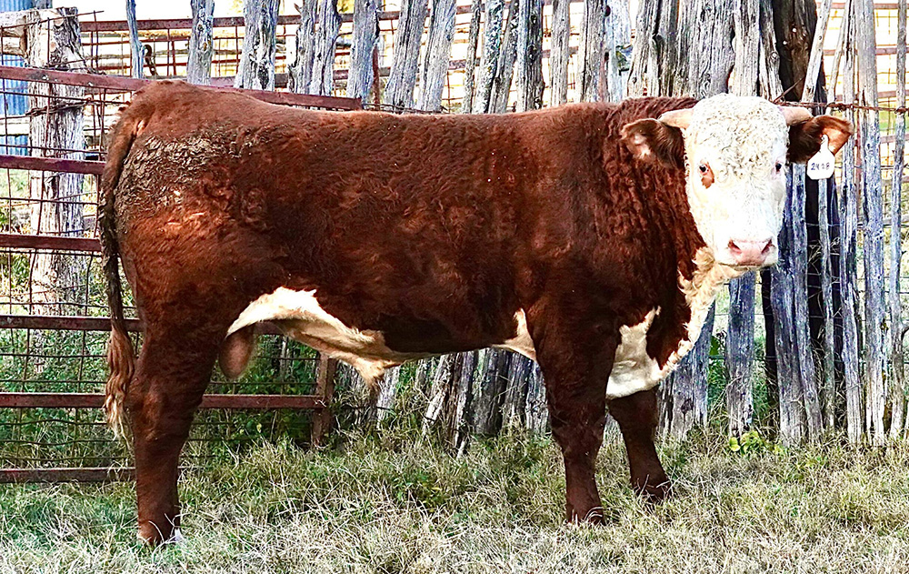 Cattle Range Listing Photo