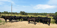 10 Reg. Angus Bred Heifers... East TX
