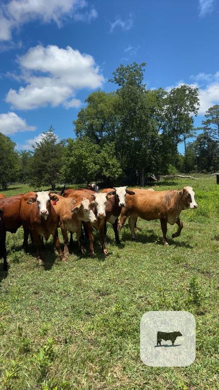 Cattle Range Listing Photo