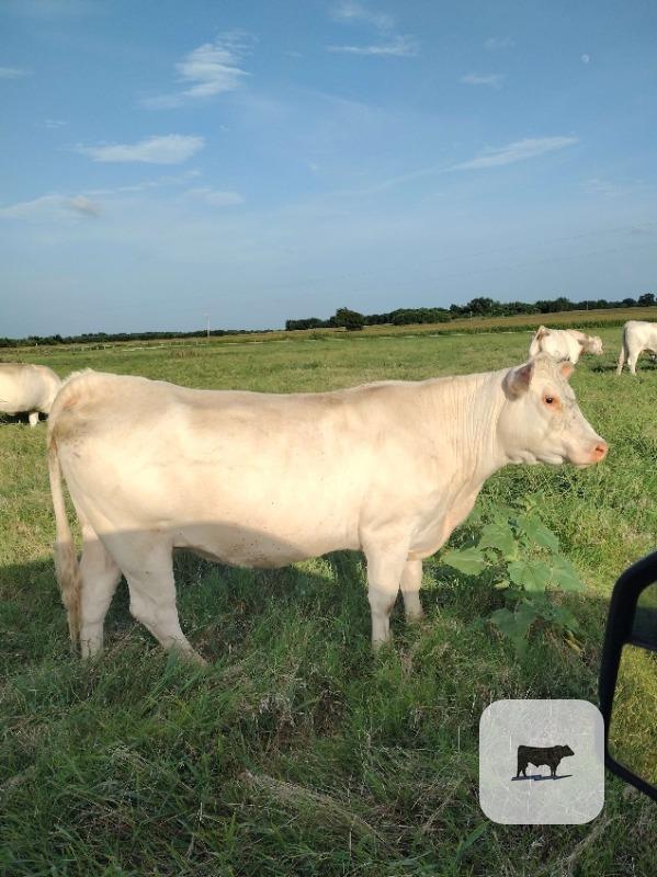 Cattle Range Listing Photo