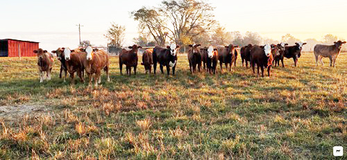 Cattle Range Listing Photo
