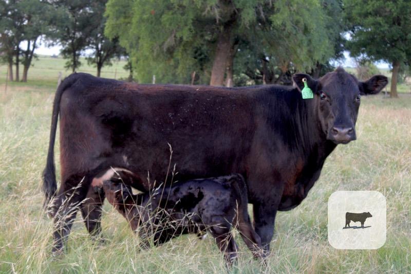 Cattle Range Listing Photo