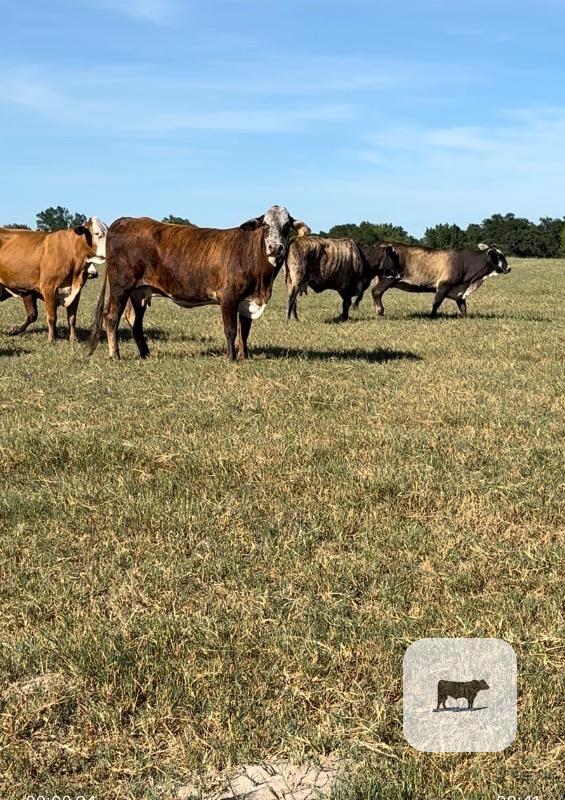 Cattle Range Listing Photo