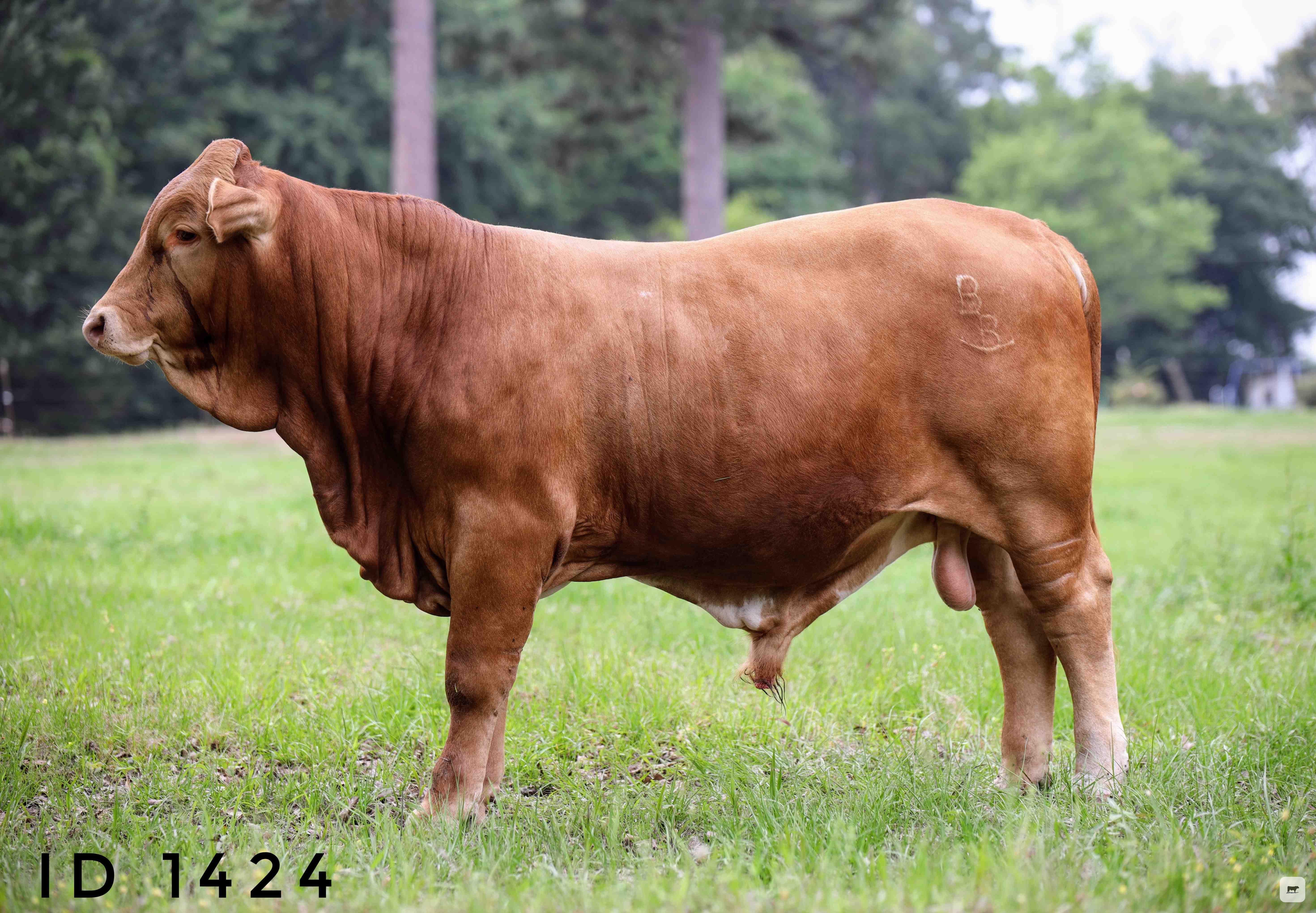 Cattle Range Listing Photo