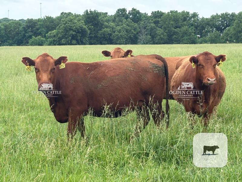 Cattle Range Listing Photo