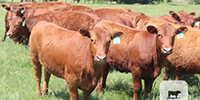 24 Red Angus Open Replacement Heifers... Central TX