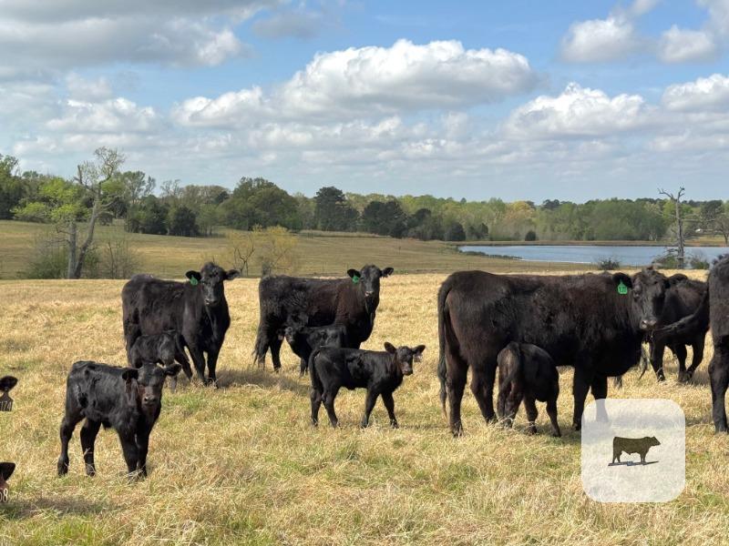 Cattle Range Listing Photo