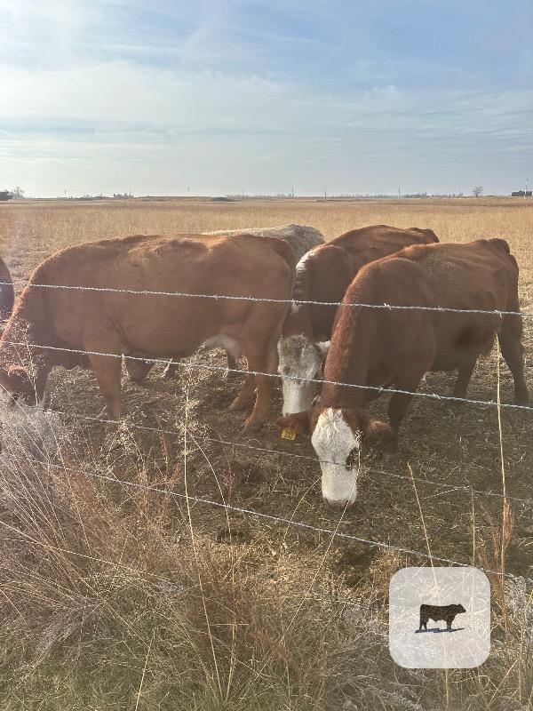 Cattle Range Listing Photo