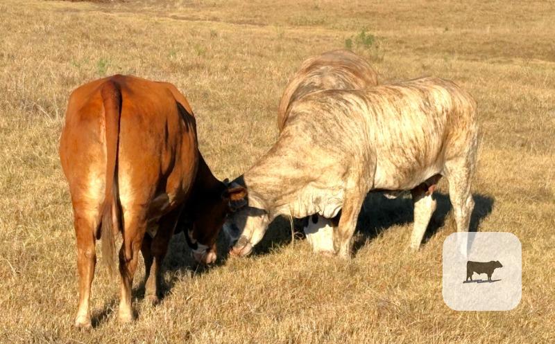 Cattle Range Listing Photo