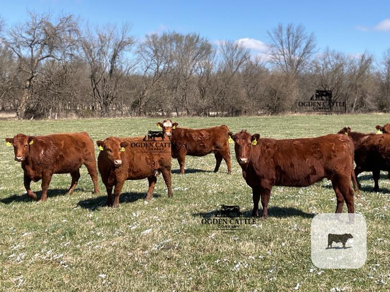 Cattle Range Listing Photo