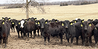 70 Angus & Black Baldy Rep. Heifers... Southwest MO