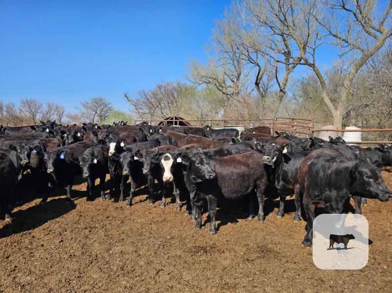 Cattle Range Listing Photo