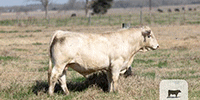 25 Reg. Charolais & Charolais/Red Angus Bulls... Central TX